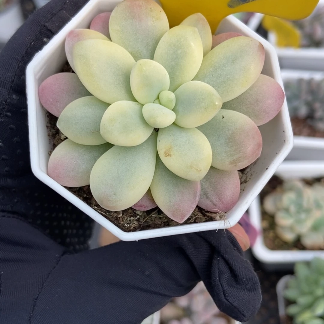 853洛神锦多肉植物
