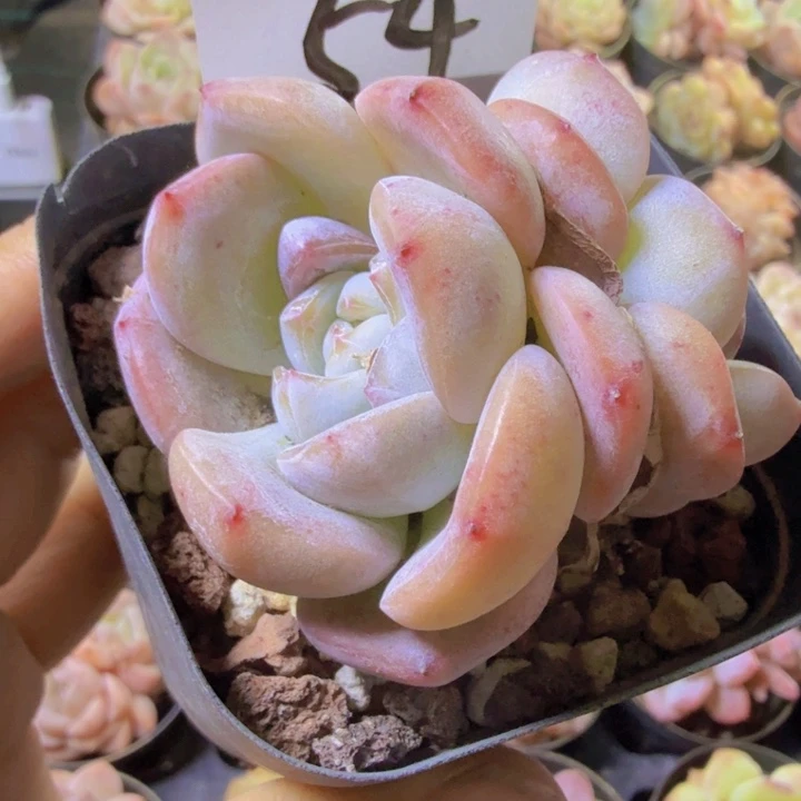 54.翡翠冰玉，qqwwwweweee