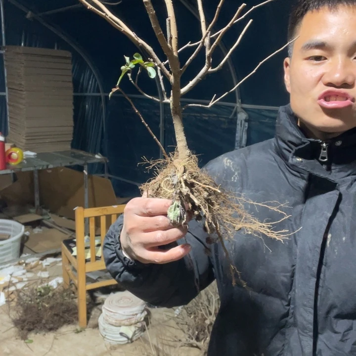 十二一重海棠花一颗苗