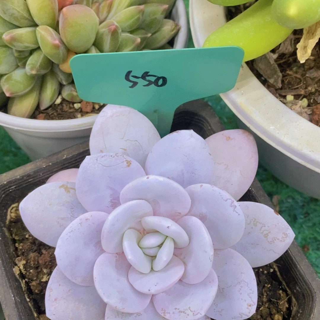 开心多肉，专场4开始了，5给1