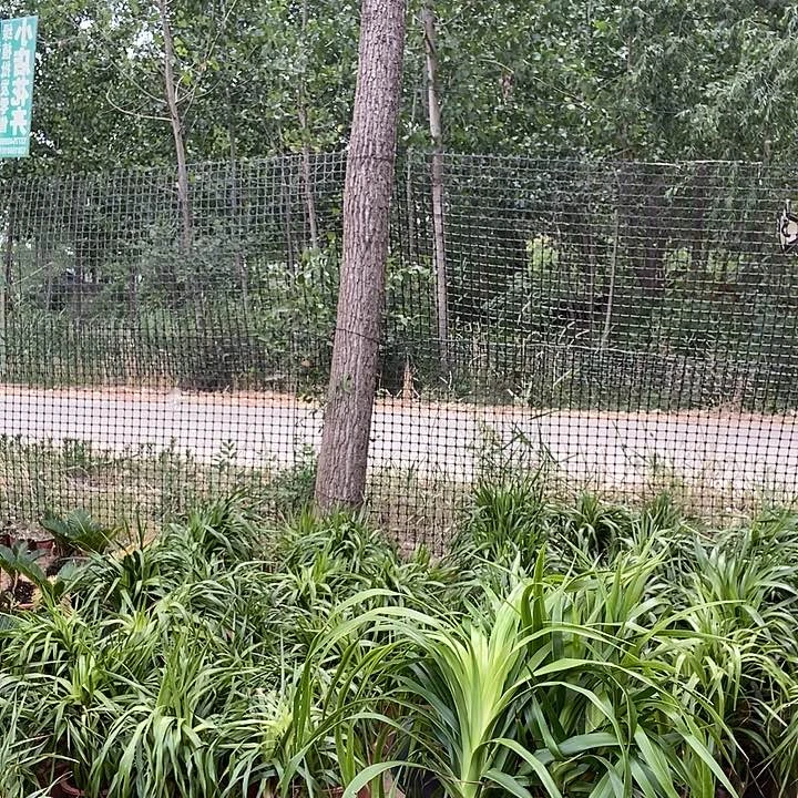 处理小多头龙须不售后9.9的