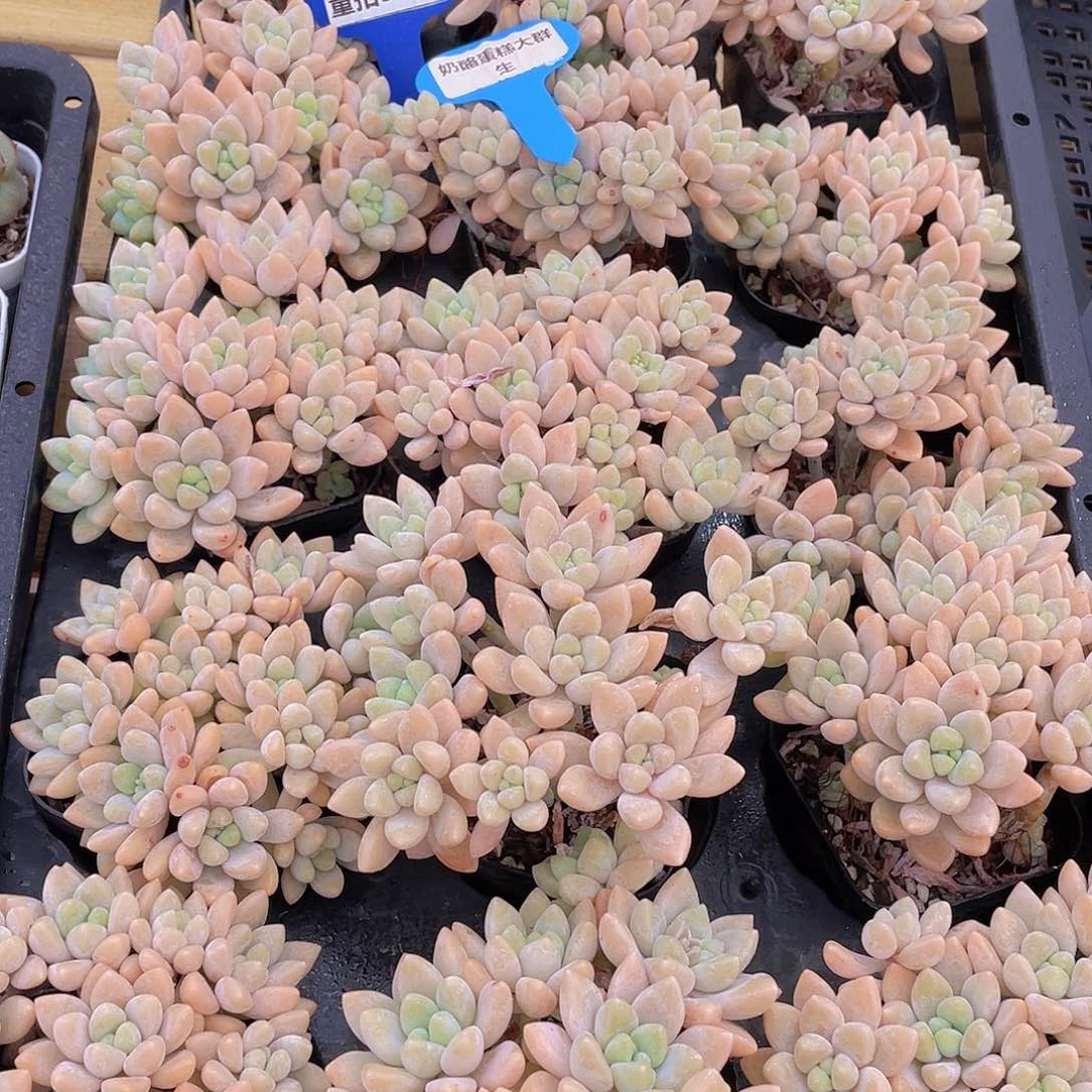 量拍54号 奶酪蛋糕大群生一个