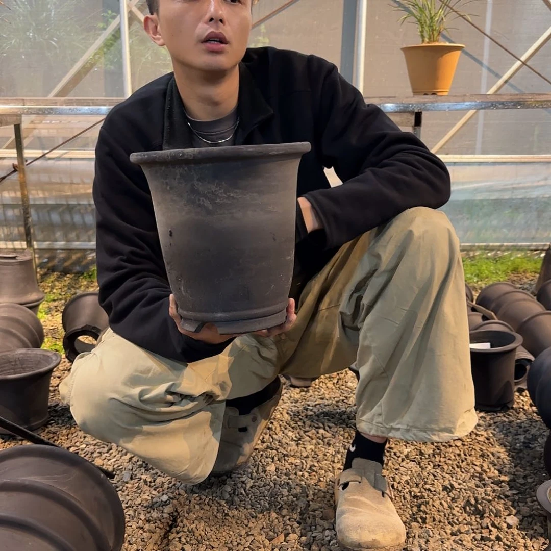 无花朵8寸金钟盆