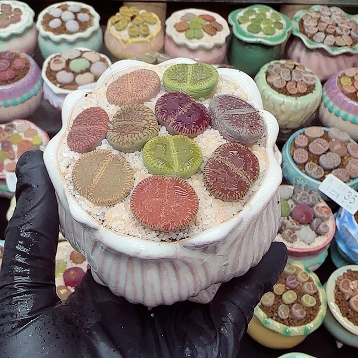 生石花满18包邮1224-60