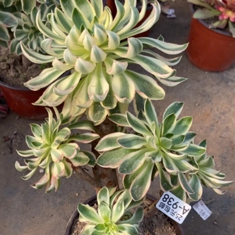 938青莲满25包邮多肉