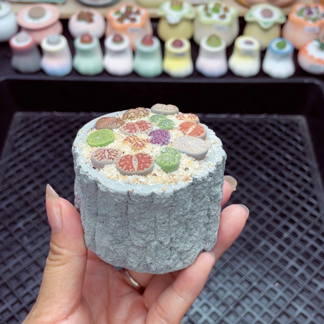 w8007 带盆土发货一物一拍