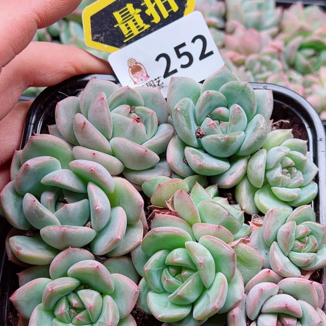 多肉植物多肉植物