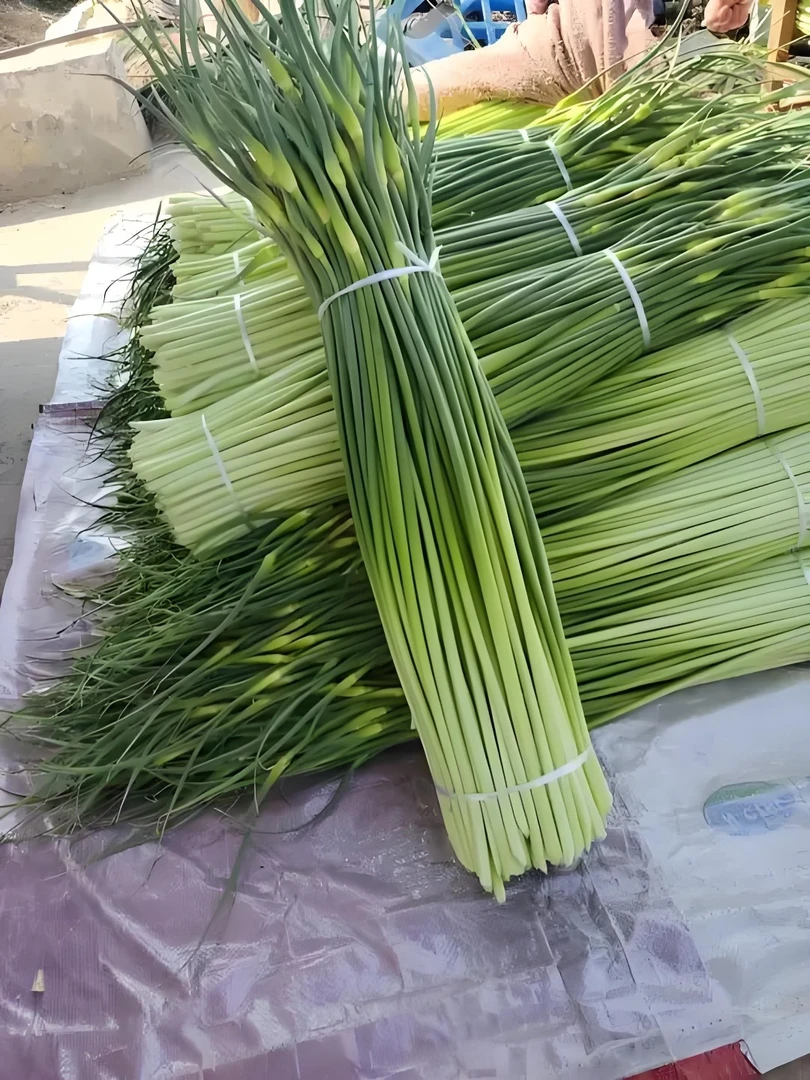 本地新鲜蒜苔当季农产品现采现发