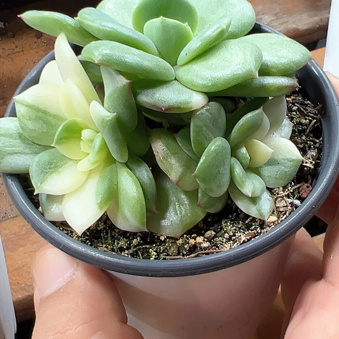 三文鱼锦拉丝锦 小方花圃一单包邮非偏远