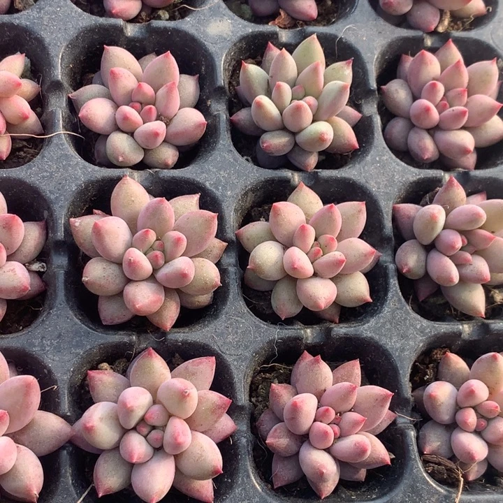 虞美人小  （不满9.99发叶子冷地区不买保温扣一颗多肉）