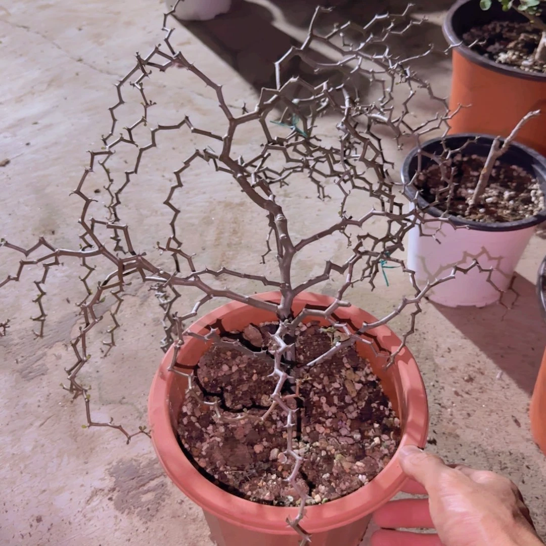 小***嘛块根植物块根植物