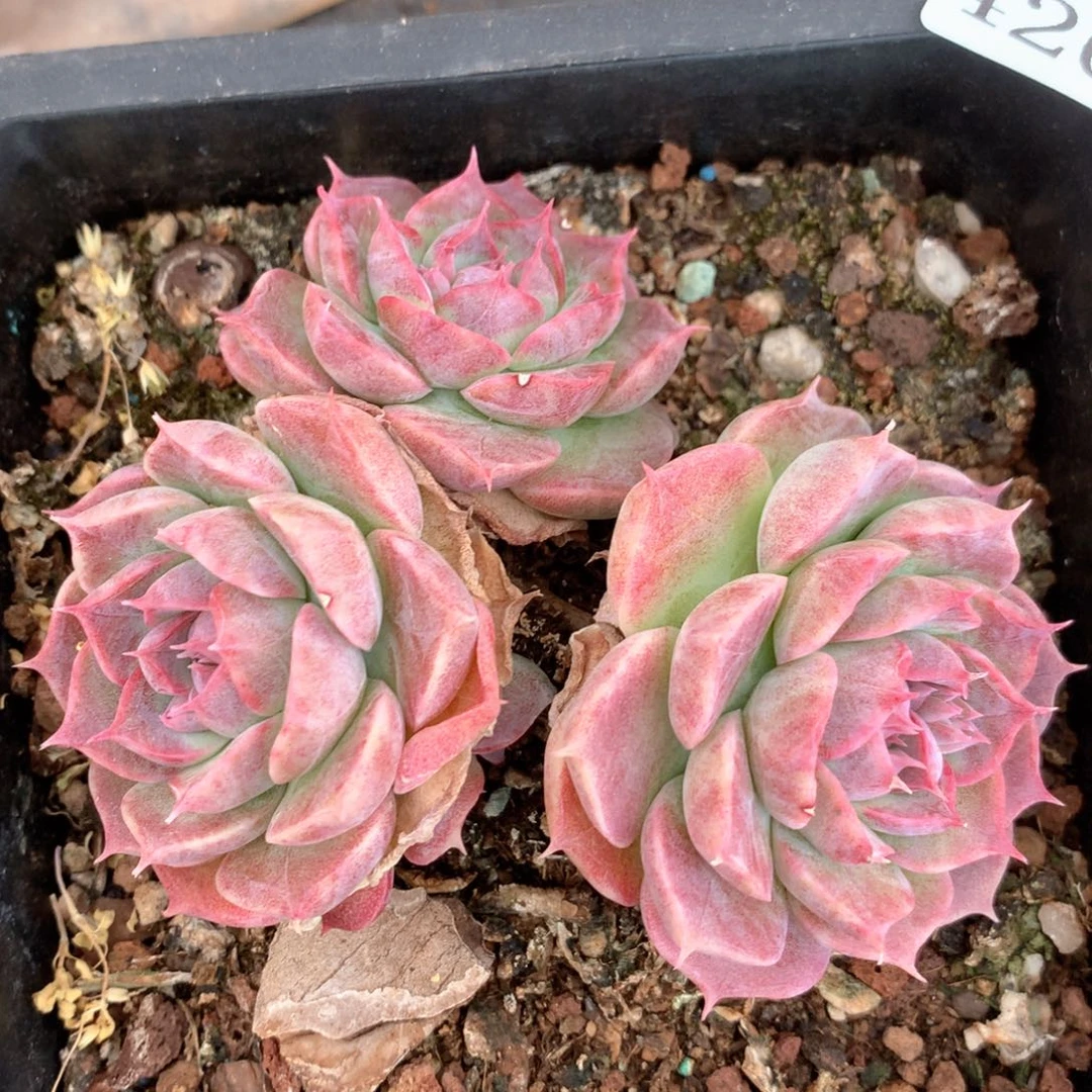 健**福4262杂交多肉植物