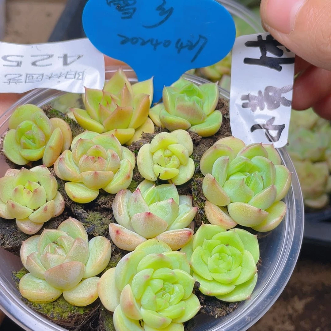 量拍多肉植物多肉植物425