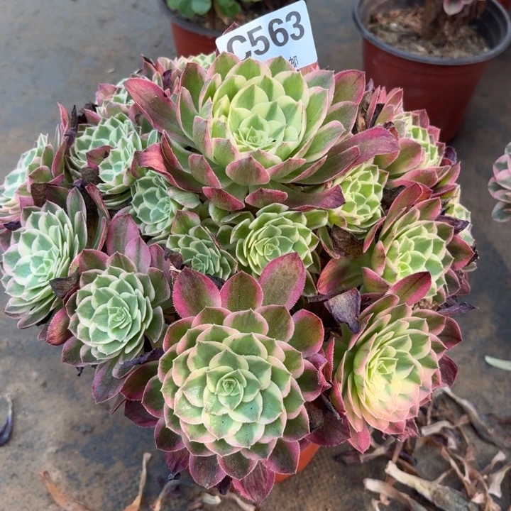 多肉植物 563 海王,