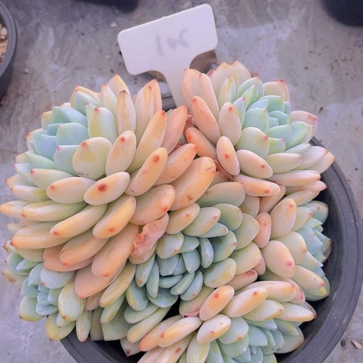 健健康康平平安安