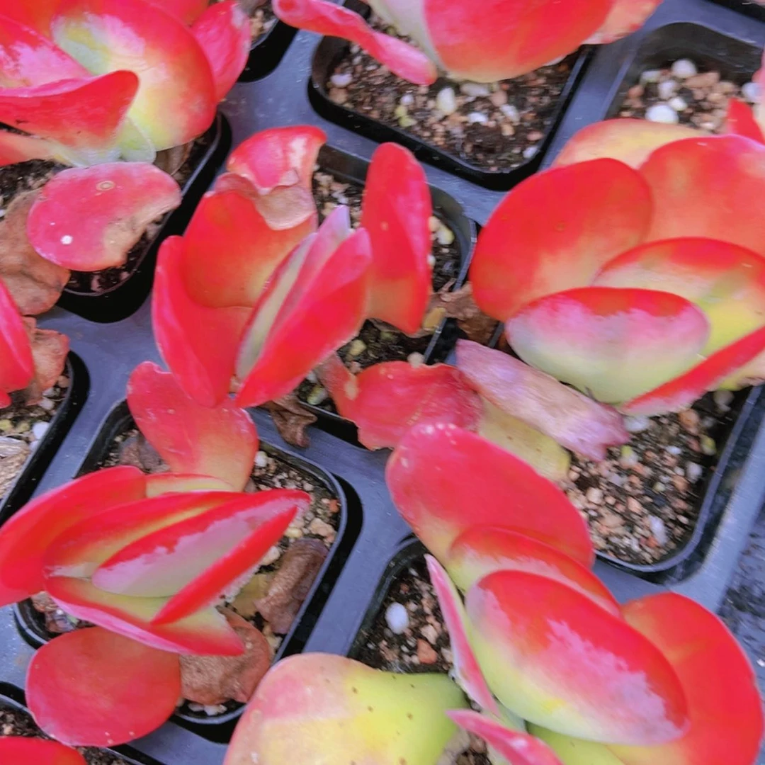 【闪购商品】4颗糖印锦多肉