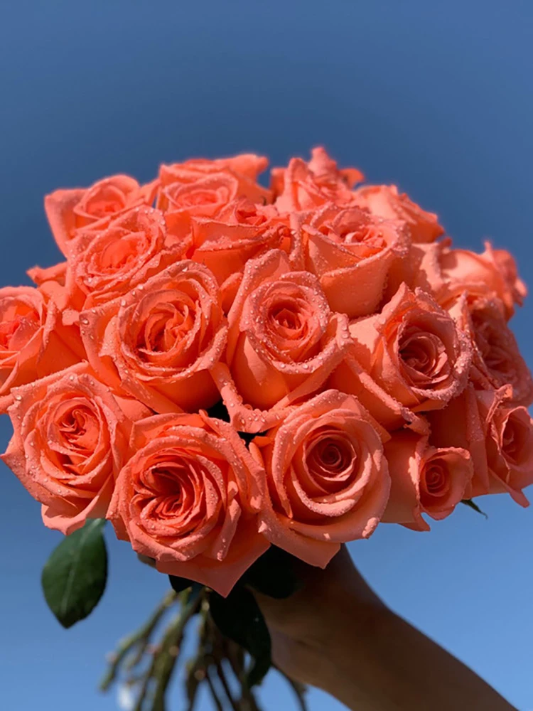 影星中苗浓香月季