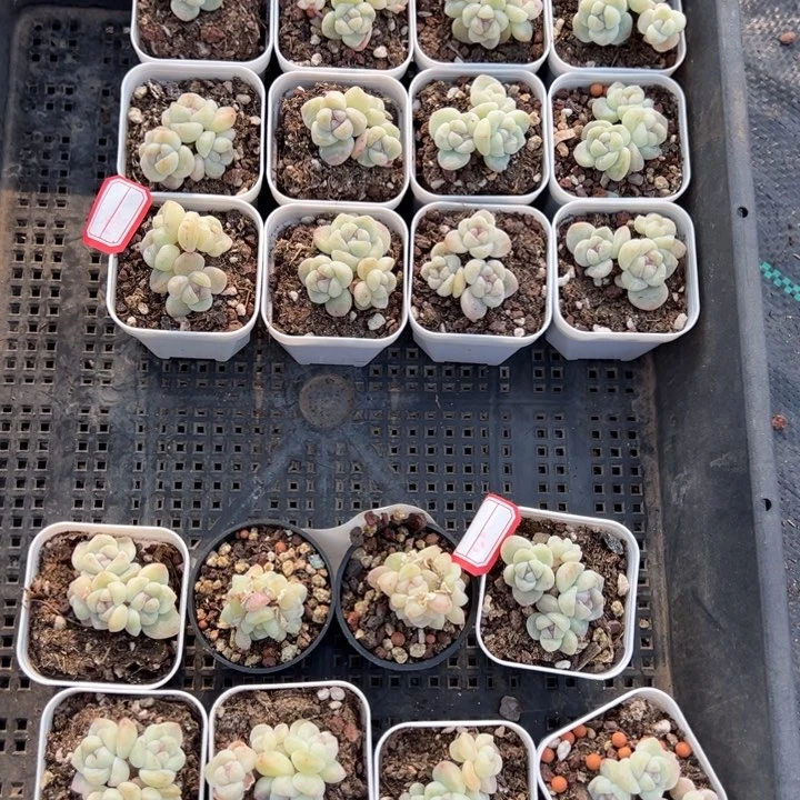 安吉拉一物一拍专拍