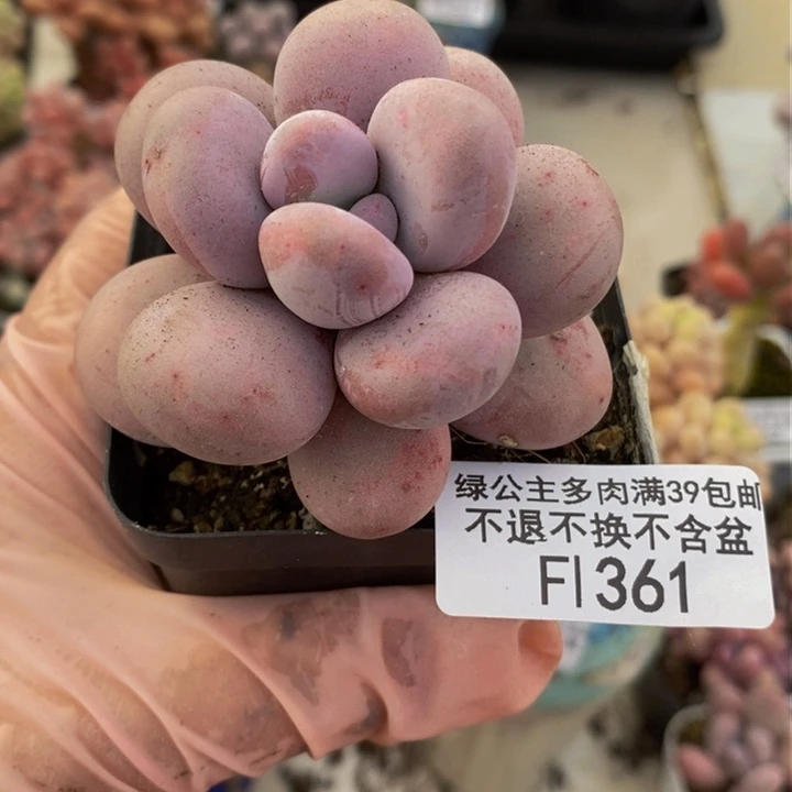 水光针奶酪单头361多肉植物