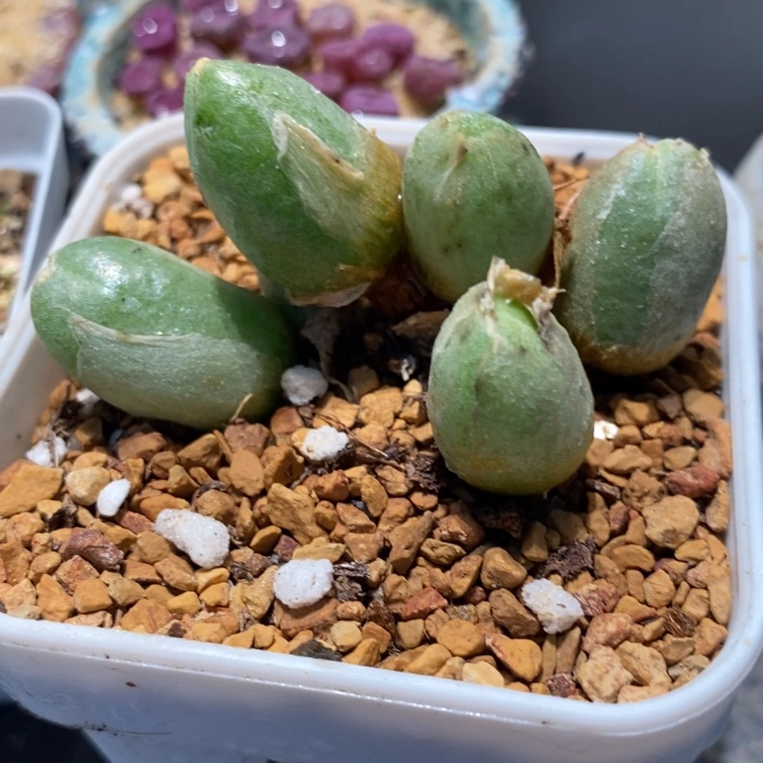 411哈默兔子五头一群