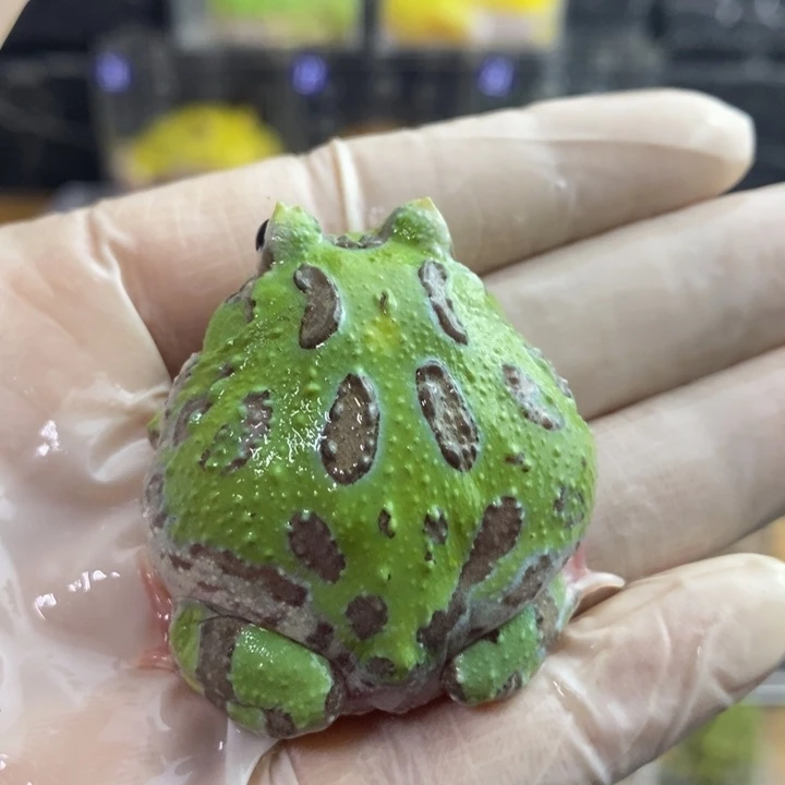 角蛙557号微变紫藤角蛙