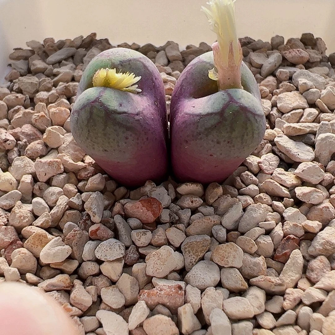 小***哟无花朵白花紫猴cr1122