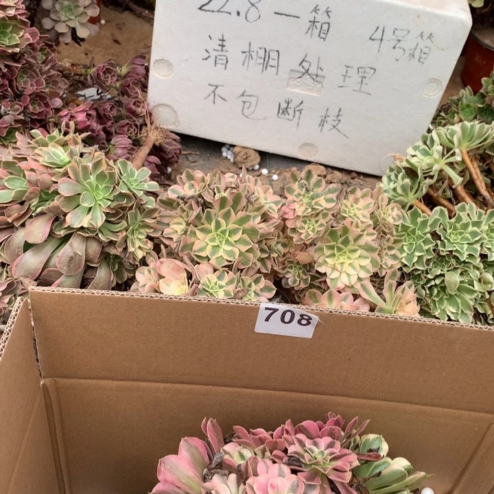 708三颗法师多肉