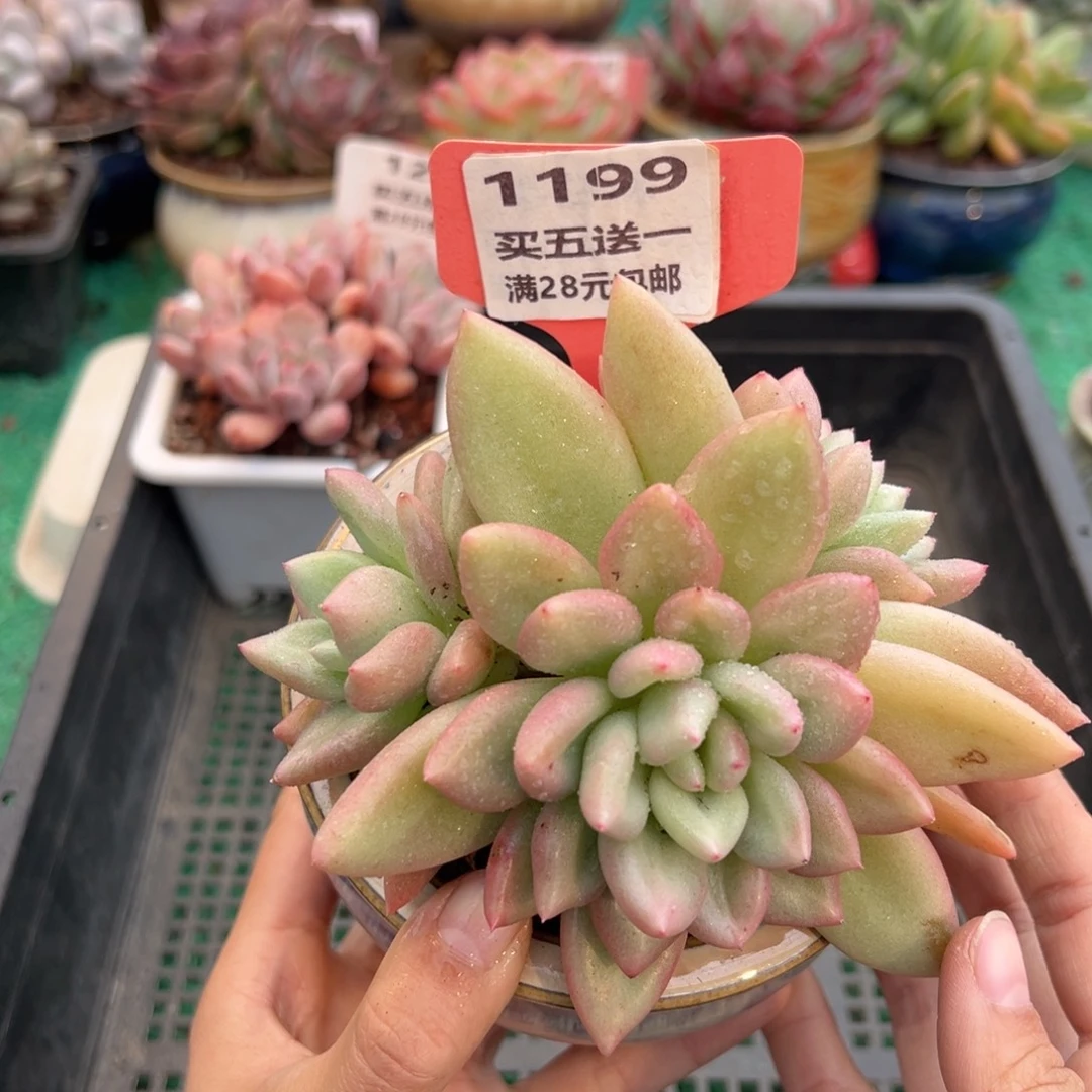 表妹精品多肉植物1199.