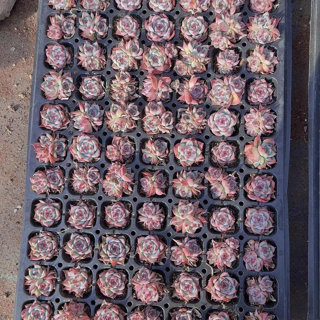 水蜜桃土球105颗带拖地