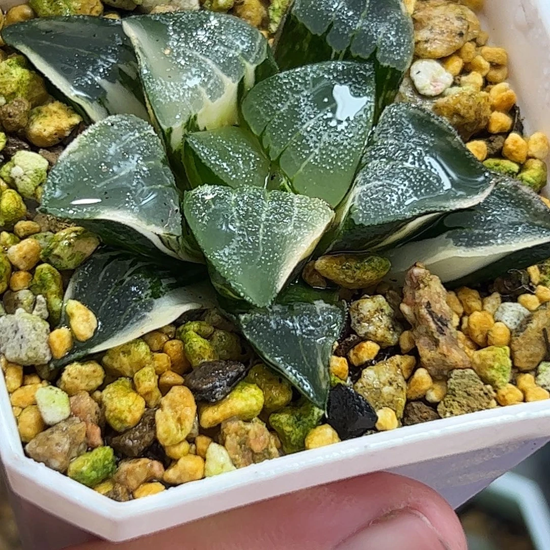 中岛克锦十二卷多肉植物