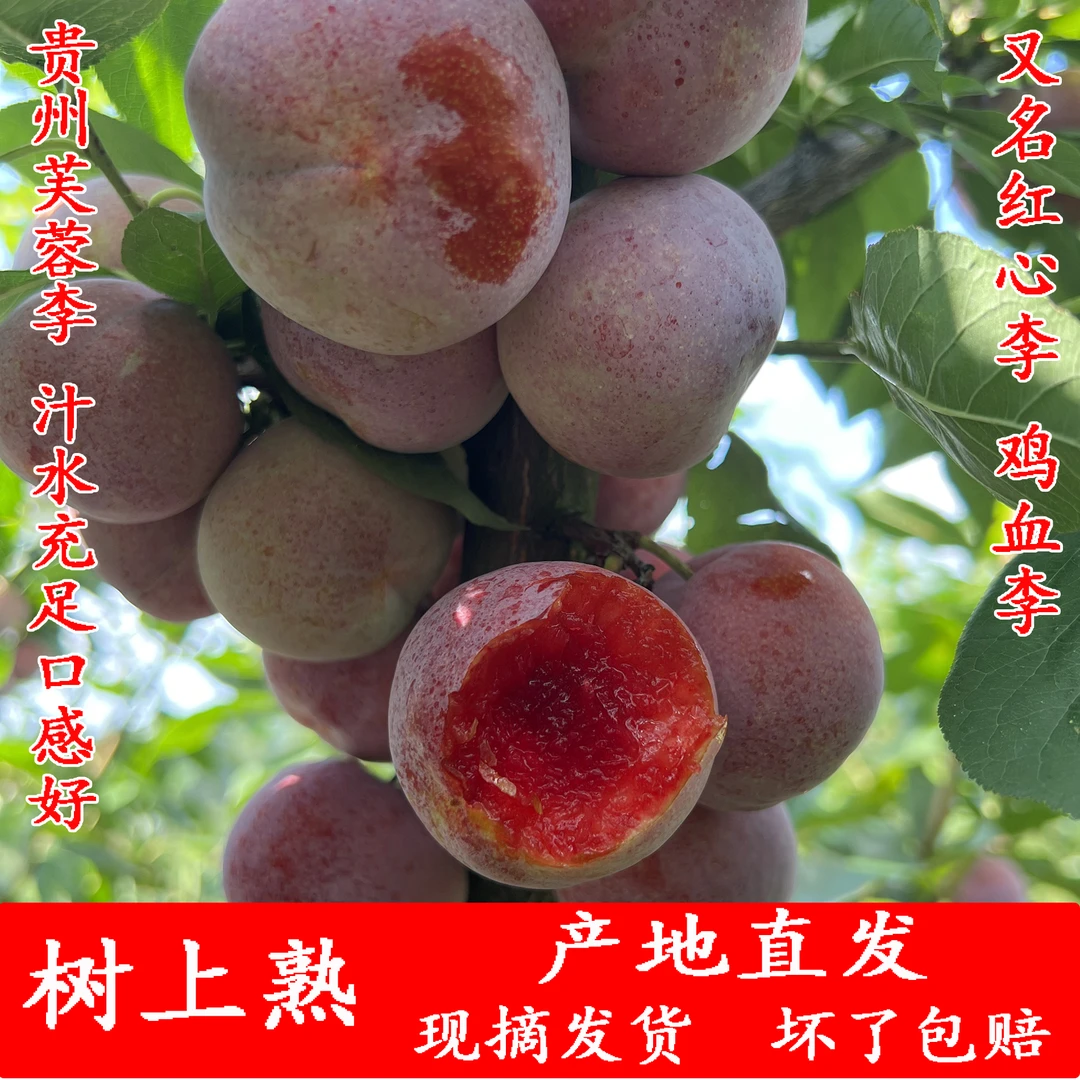 【芙蓉李】贵州芙蓉李红心李新鲜水果鸡血李子当季红心三华李包邮