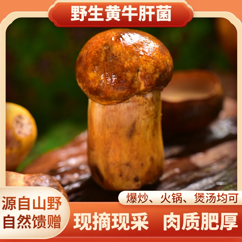 新鲜野生黄牛肝菌黄赖头黄梨头云南野生菌山珍美味食材空运直达