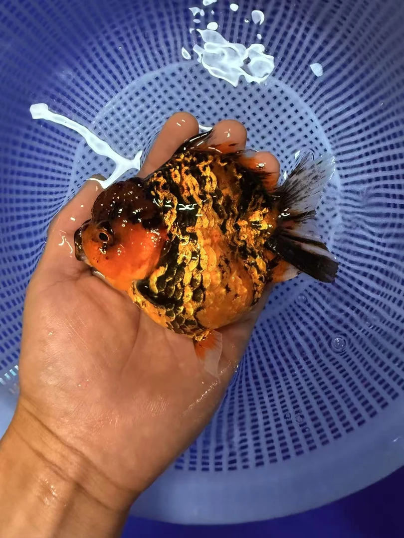 精品泰狮玛丽金鱼活体到家需要录制开箱视频（直播间售卖为准）