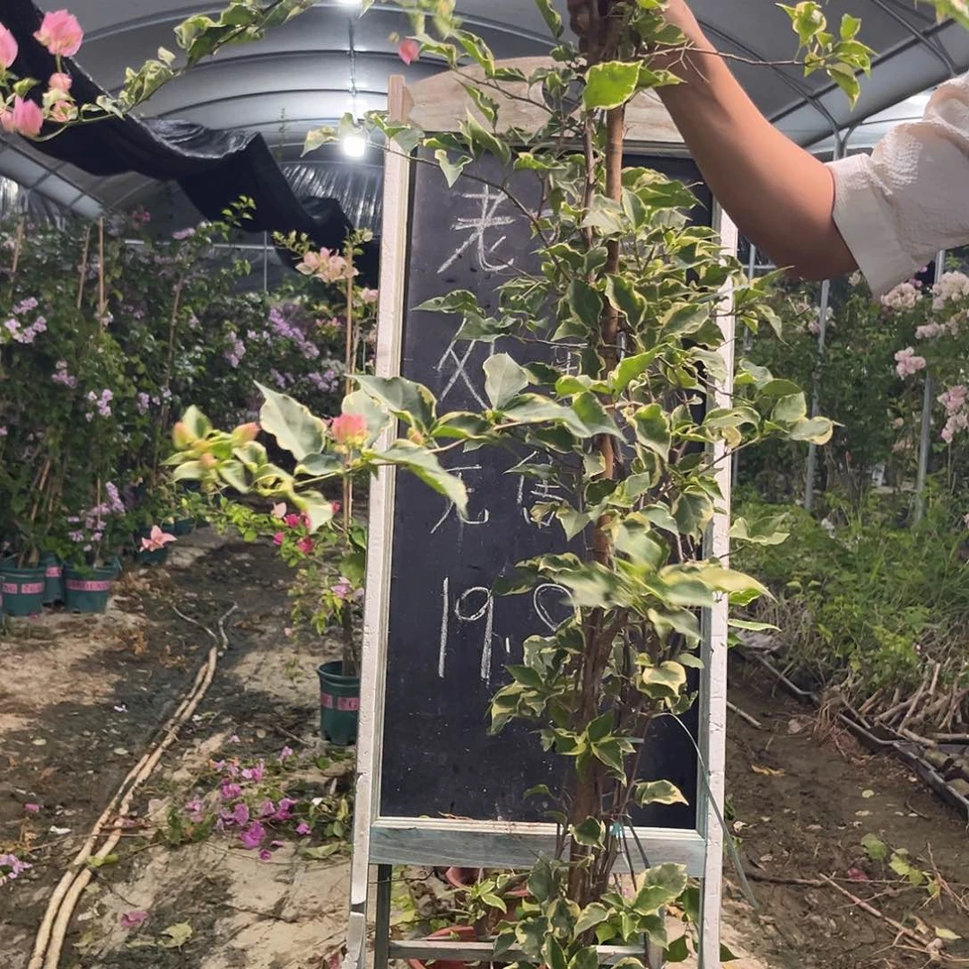 无花朵三角梅三角梅36