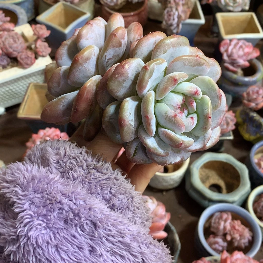 哈哈哈哈哈哈哈石榴籽