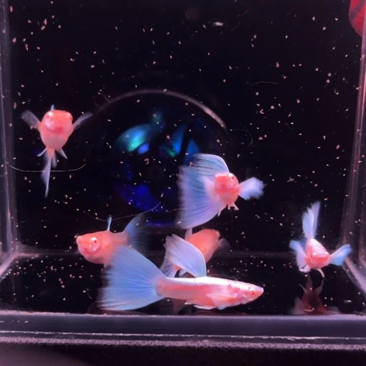 夜***路孔雀鱼蓝白飞船3对