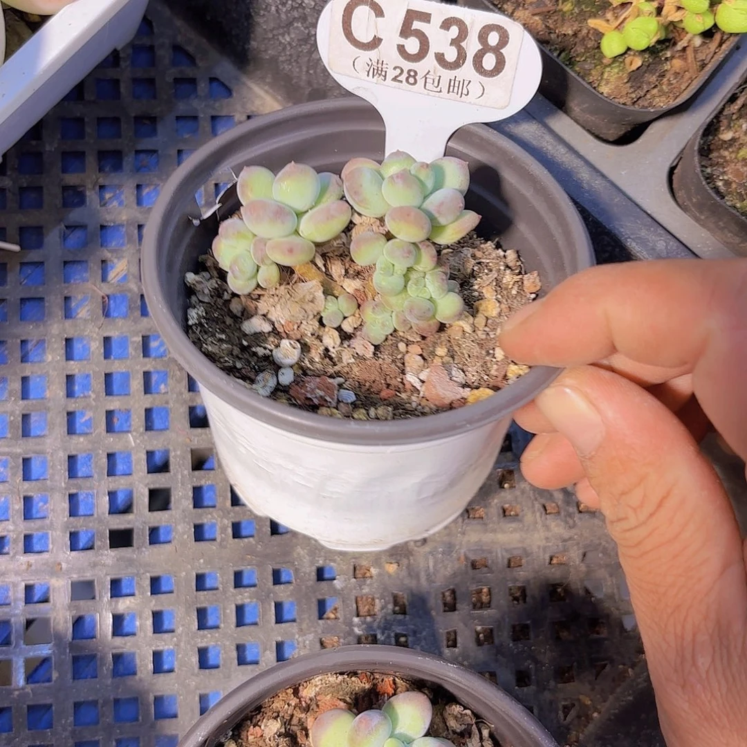 C538萤火虫一物一拍