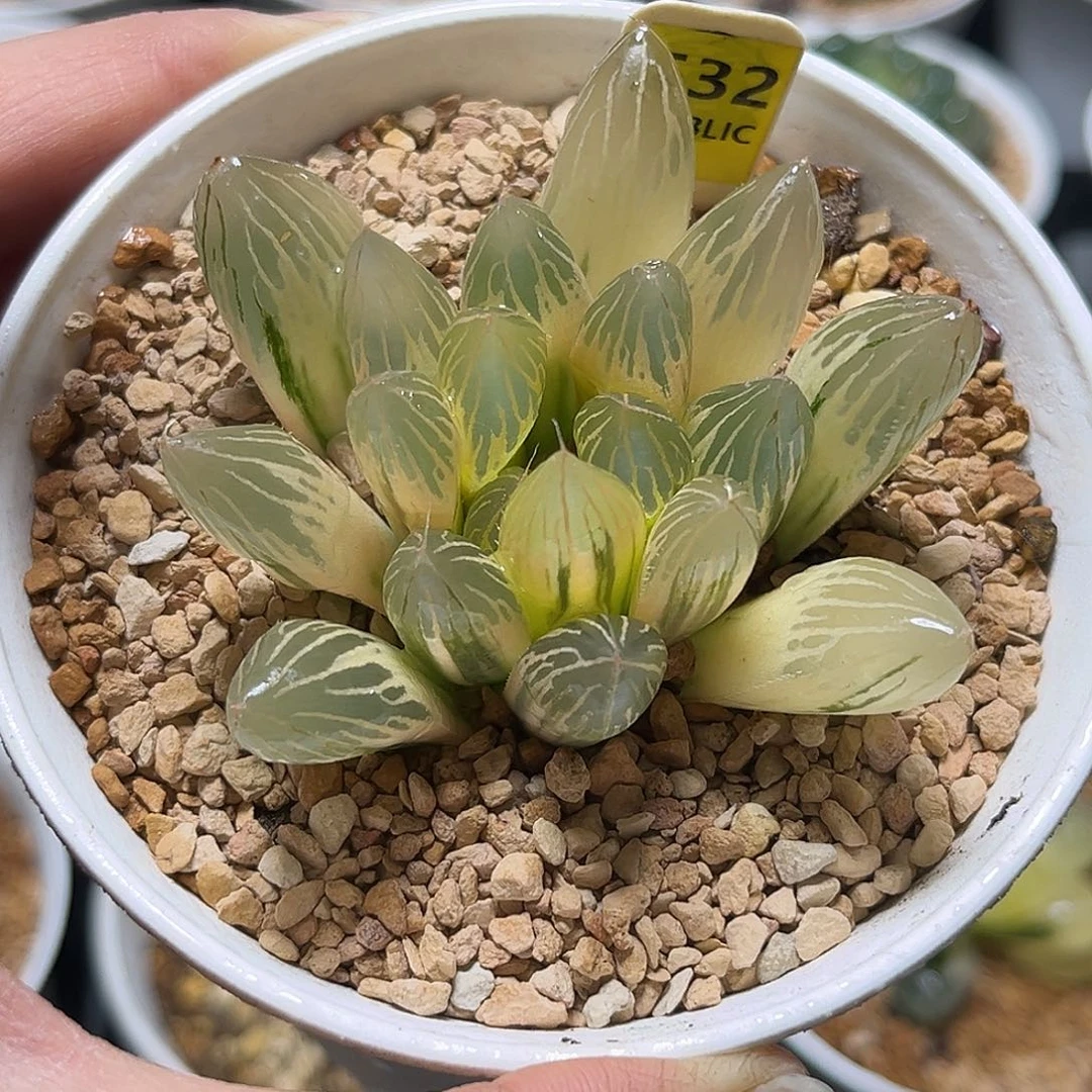 532糊斑胭脂玉露锦福利