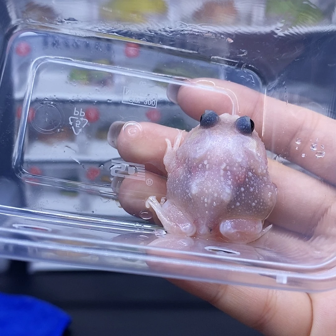 角蛙变异变异变异