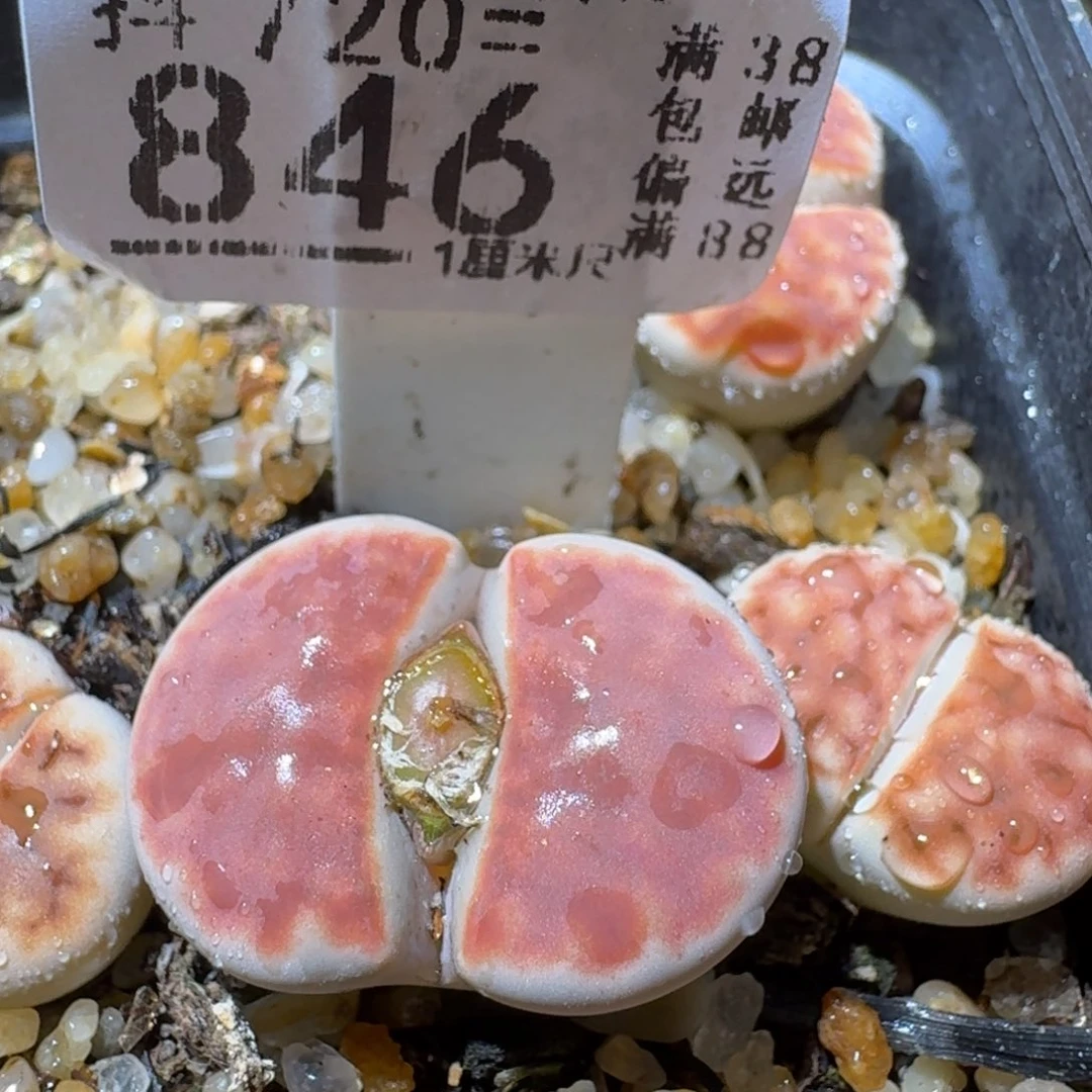 Sss生石花便宜卖了846