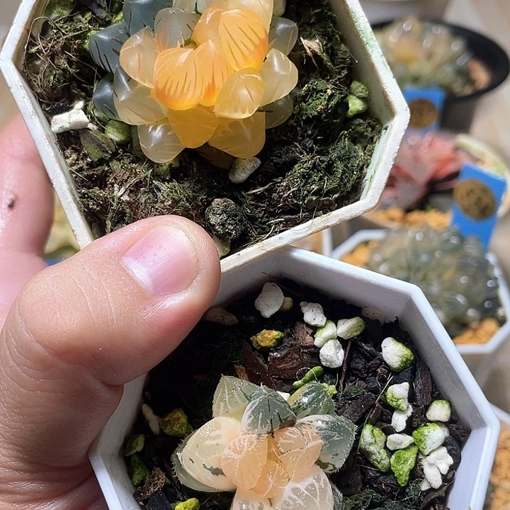 652随机福利两个一起发货