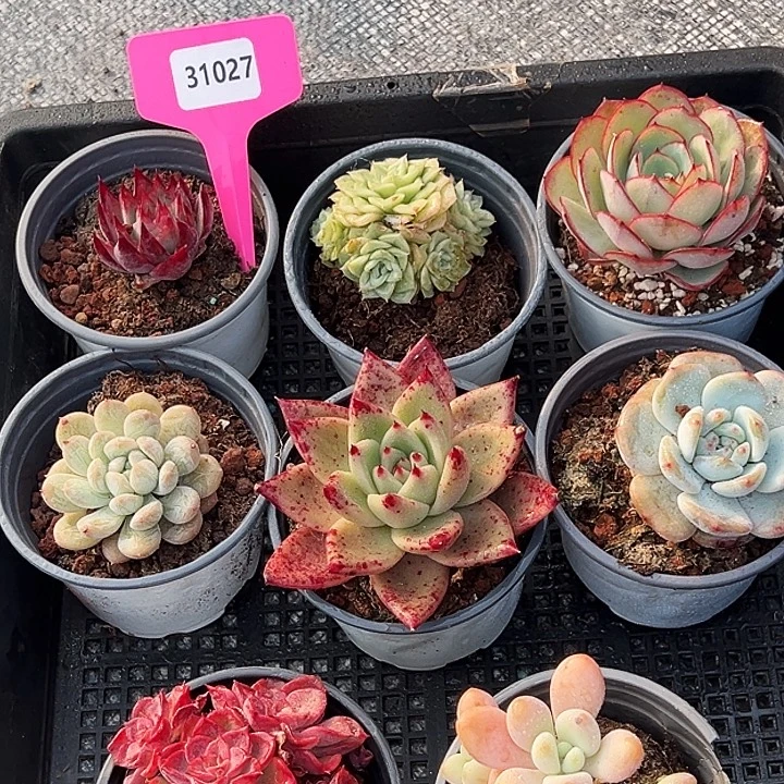 31027号框。   福利多多