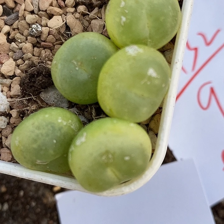 2132拉登福利一组有瑕疵