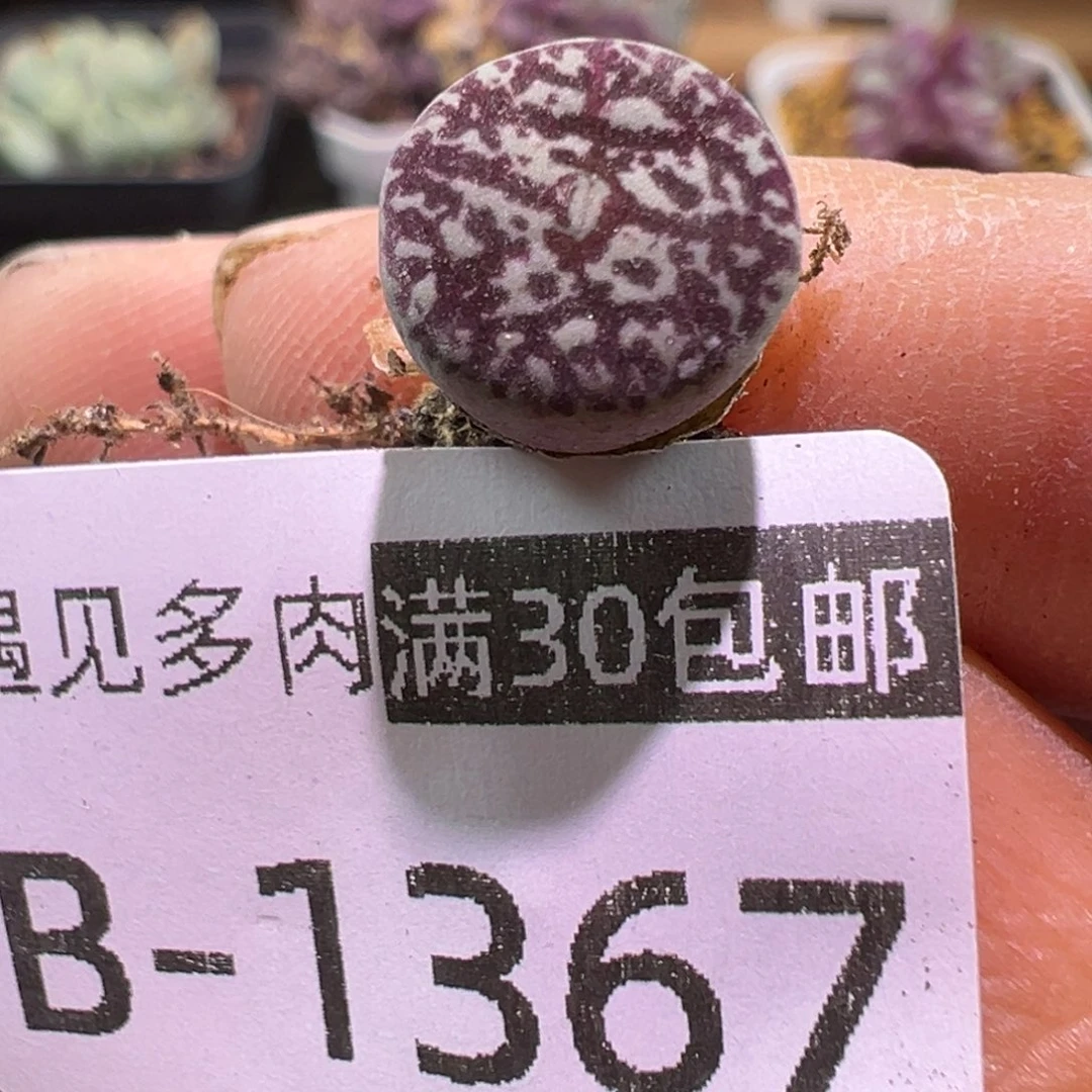 多肉植物1111111111111