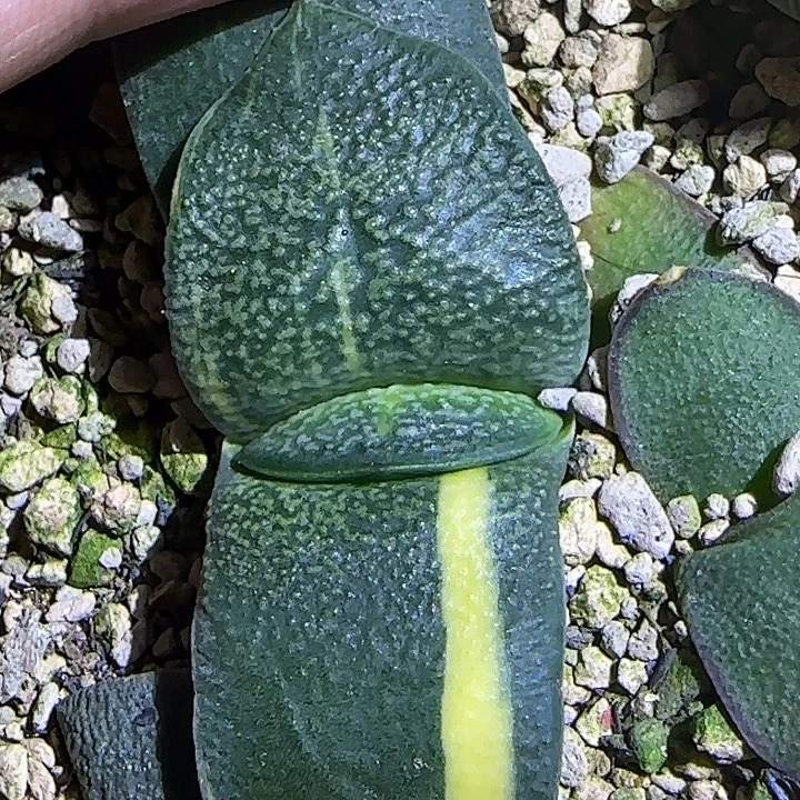 特价凸白釉卧牛锦亚成