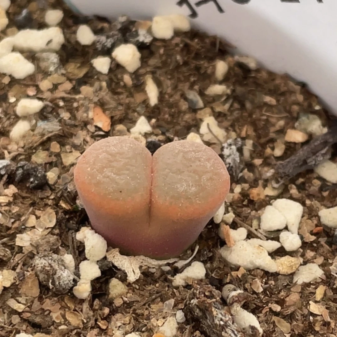 6-14风铃多肉植物