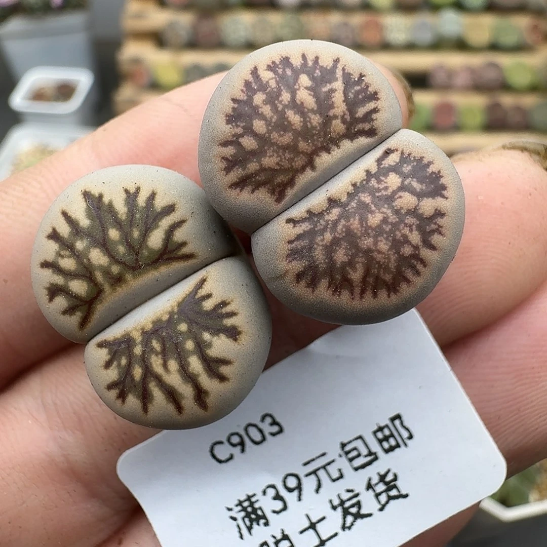903多肉哈哈哈哈哈哈哈哈