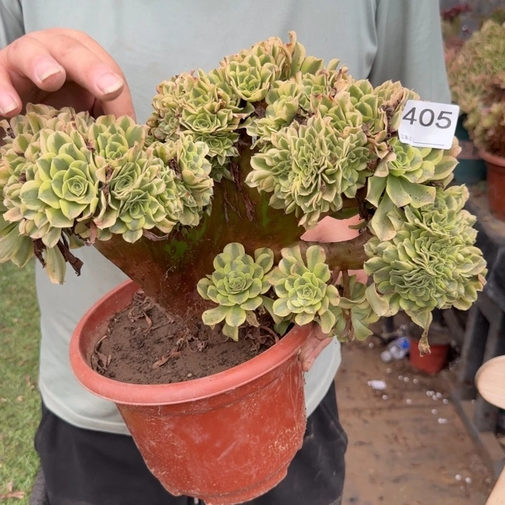 绿豆沙自然朵朵缀化405