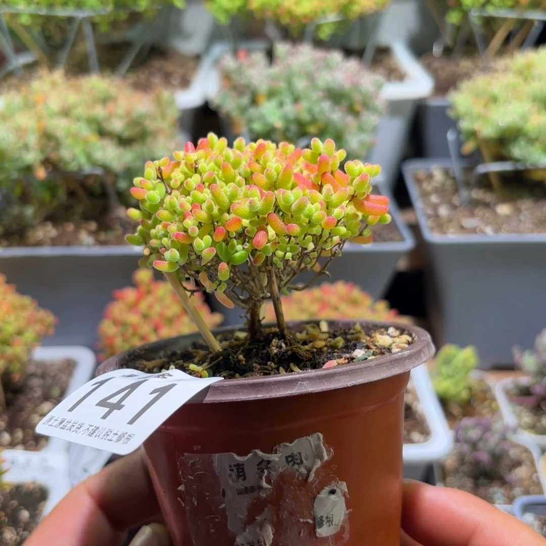 枝干番杏密橘糖球141