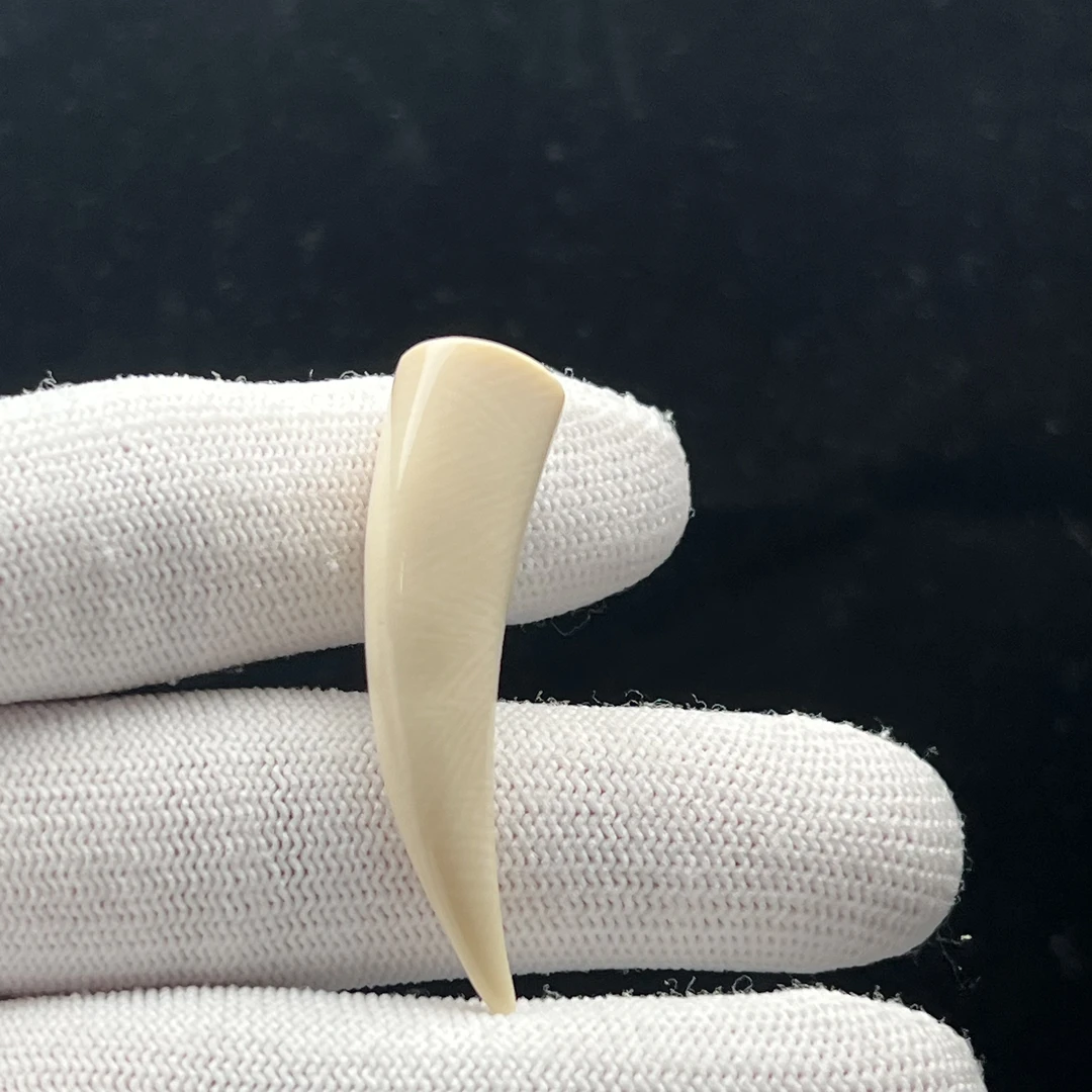 L4302天然猛犸 牙尖长47mm一物一图 假一罚十